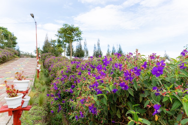 Laziander sevenstamen lasiandra semidecandra tibouchina semidecandra no parque