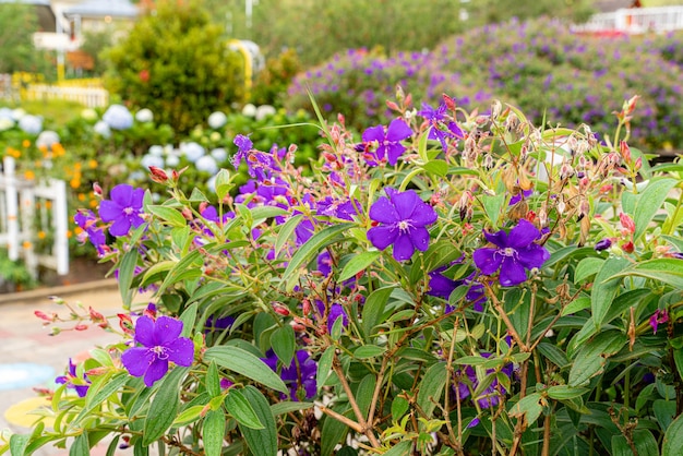 Laziander sevenstamen Lasiandra semidecandra Tibouchina semidecandra en el parque