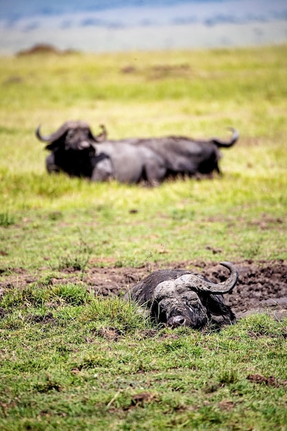 Lazy Cape Buffalo en África