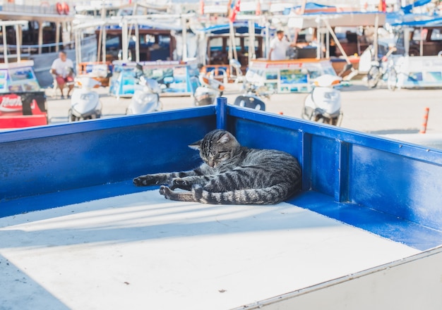 Lazy cat relajante en un puesto en el mercado en la ciudad mediterránea de Kas, Antalya, Turquía.