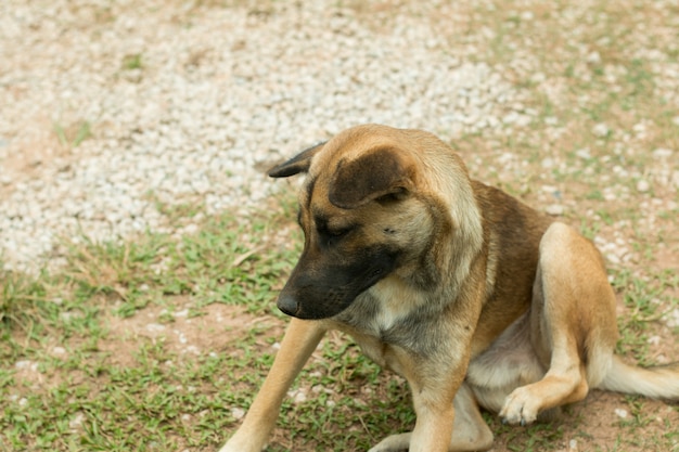 Foto lazy perro marrón permanecer en el suelo, tiempo de relajación.