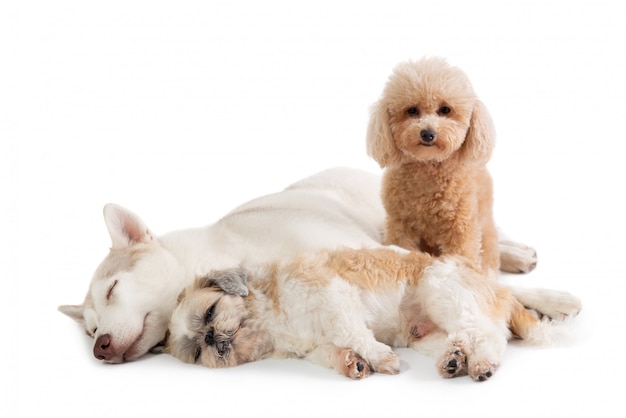 Lazy Siberian Husky und Shih Tzu schlafen zusammen auf dem Boden