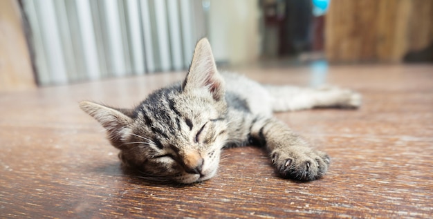 Lazy Straße kleine Tabby Kätzchen. Katze Verlegung auf Holzboden mit Adorable ernst lustig Gesicht.