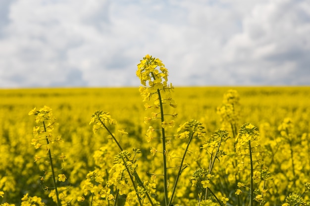 Ölblumen im Rapsfeld mit blauem Himmel und Wolken.