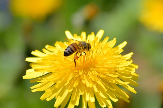 Le api sui fiori del tarassaco
