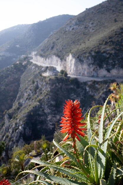 Le Jardin Exotique Eze Village Nice França