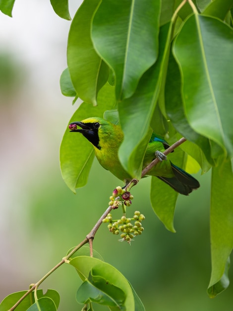 Leafbird de alas azules (Chloropsis cochinchinensis) en el Parque Nacional Kaeng Krachan