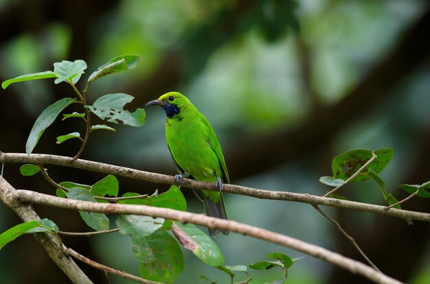 Foto leafbird de frente dorado en la rama