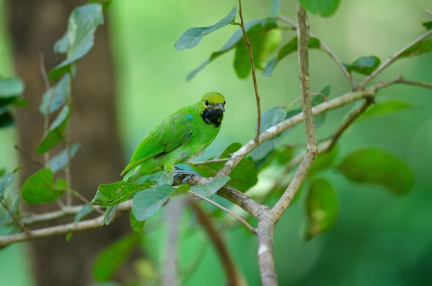 Foto leafbird de frente dorado en la rama