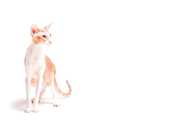 Foto leal cornish rex gato isolado no fundo branco