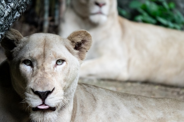 Leão Africano feminino relaxado no zoológico