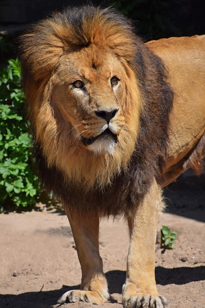Leão africano macho com bela juba