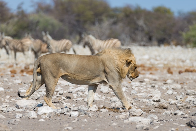 Leão com zebras defocused em segundo plano. Safári dos animais selvagens no parque nacional de Etosha, Namíbia, África.