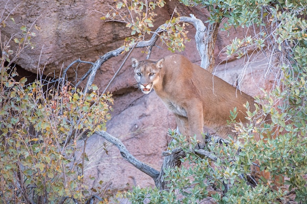 Leão da montanha sentado em uma árvore perto de uma parede de pedra