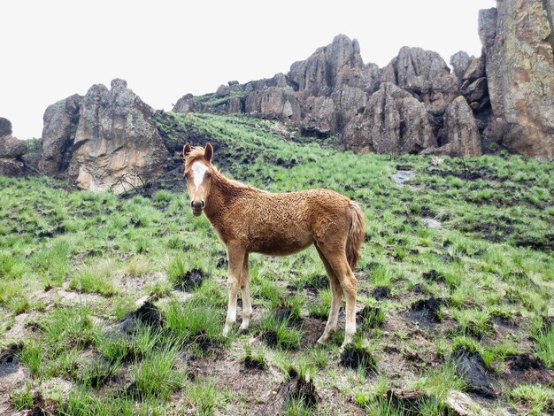 Foto leão de pé num campo