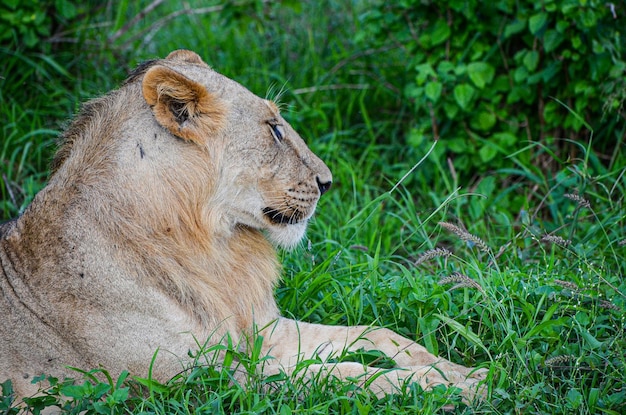 Leão deitado na grama no Parque Nacional Tsavo East, Quênia África