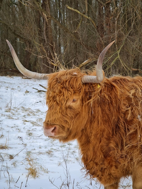 Leão deitado num campo