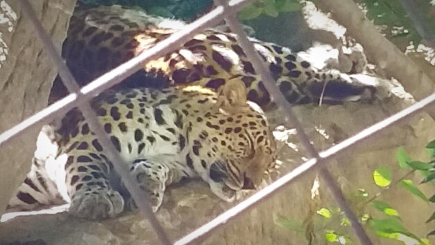 Foto leão descansando no zoológico