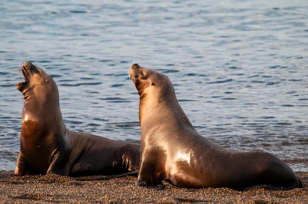 Leão-do-mar sul-americano Otaria flavescens FêmeaxAPenínsula Valdes ChubutPatagônia Argentina