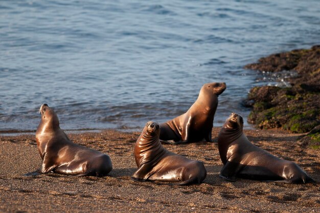 Leão-do-mar sul-americano Otaria flavescens FêmeaxAPenínsula Valdes ChubutPatagônia Argentina