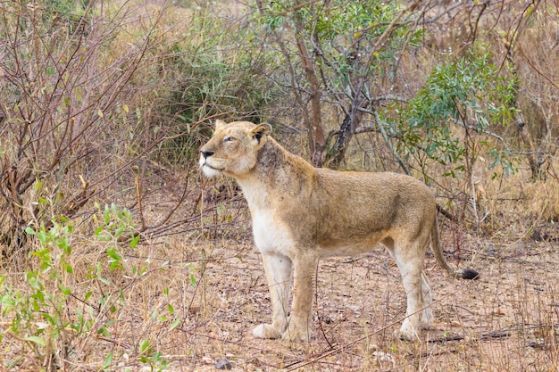 Leão do Parque Nacional Kruger, África do Sul