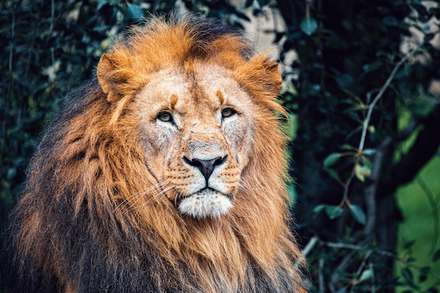 Foto leão do sudoeste africano ou leão de katanga