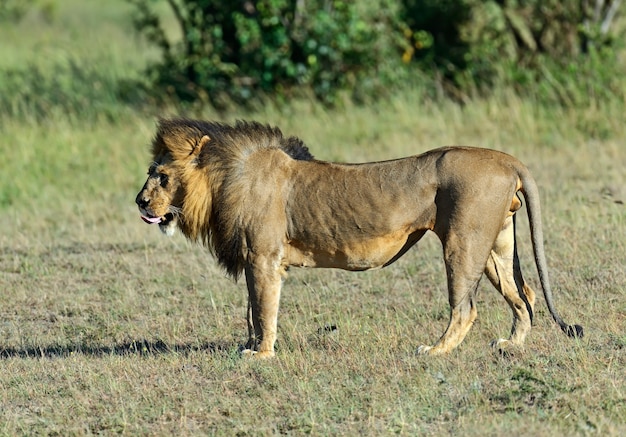 Leão em seu habitat natural. África