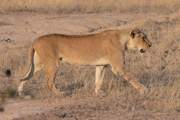 Leão fêmea (panthera leo) kruger, república da áfrica do sul