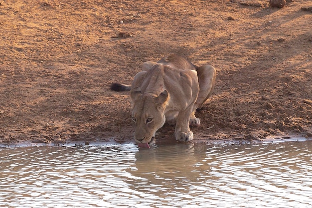 Leão fêmea (Panthera leo) Kruger, República da África do Sul