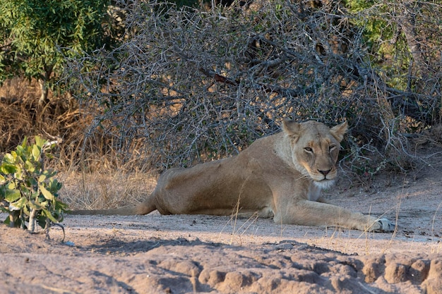 Leão fêmea (Panthera leo) Kruger, República da África do Sul