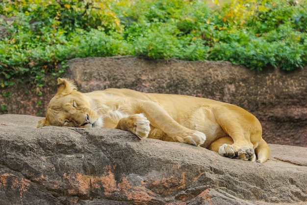 Leão fêmea selvagem que relaxa o sono na pedra da rocha.