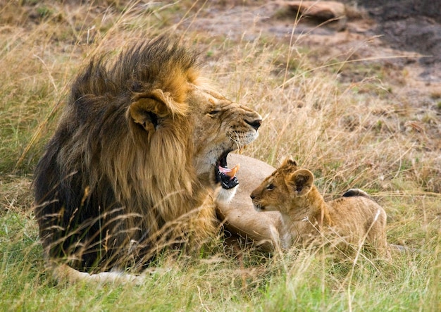 Leão grande com filhote