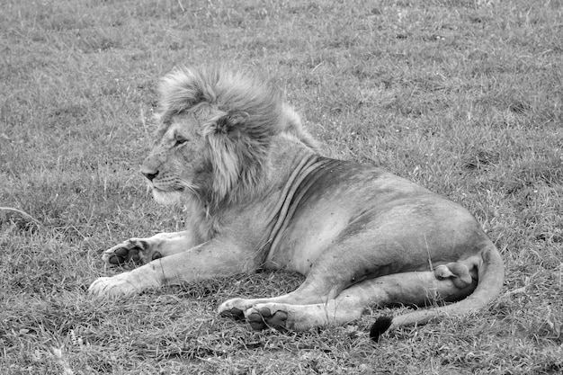 Leão grande descansando na grama no prado