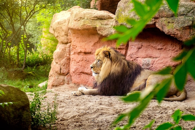 Leão lindo deitado na selva