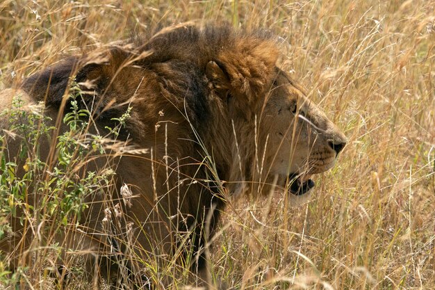 Leão macho adulto entre as gramíneas da savana com as últimas luzes da tarde