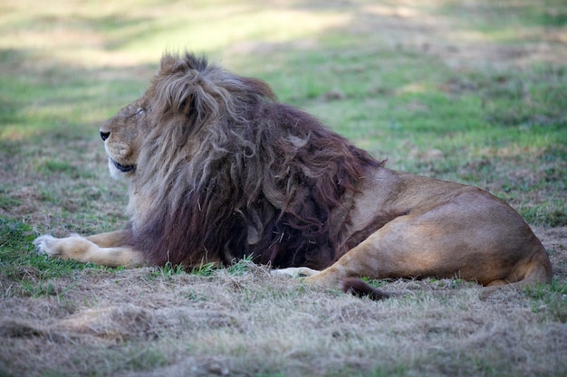 leão macho africano