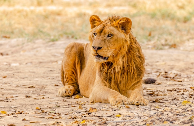 Leão macho, sentindo-se solitário