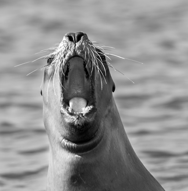 Leão-marinho fêmea Península Valdés Patagônia Argentina