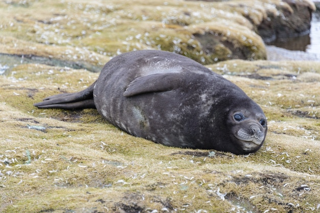 leão marinho no mar