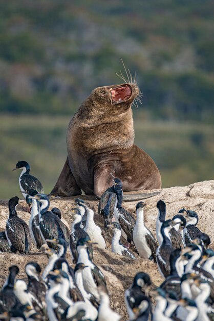 Leão-marinho sul-americano de pelos grandes e colônia de cormorões-rei nas ilhas do canal beagle, na patagônia, perto de ushuaia, na argentina