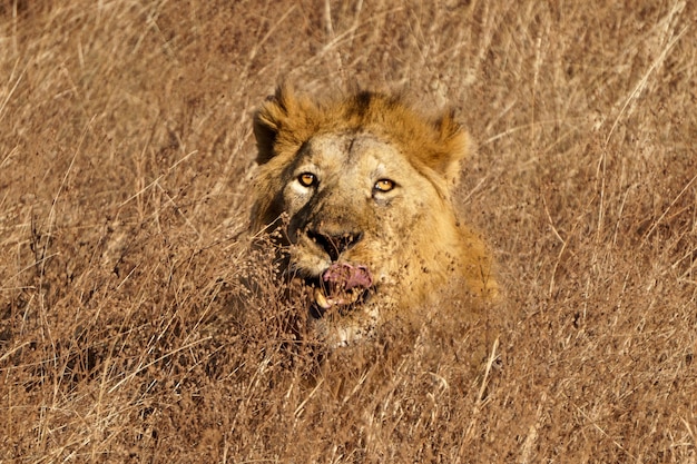 Leão na cratera de ngorongoro - tanzânia
