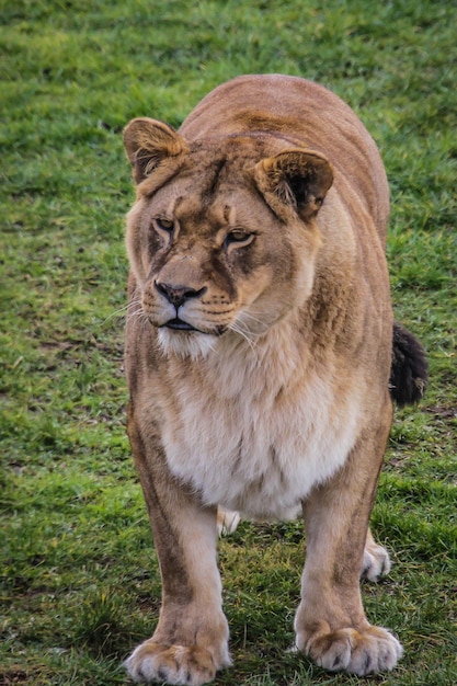 Foto leão na grama