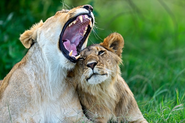 Leão na savana africana masai mara