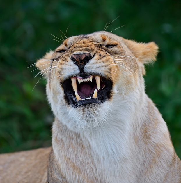 Leão na savana africana Masai Mara