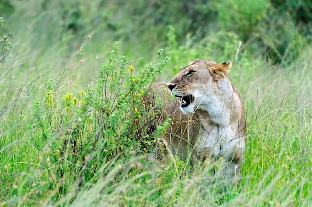 Leão na savana africana Masai Mara