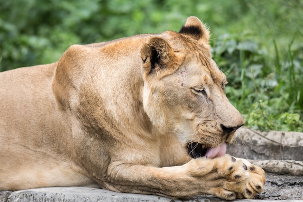 Leão no jardim zoológico