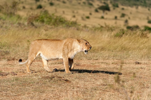 Leão no parque nacional do quênia, áfrica