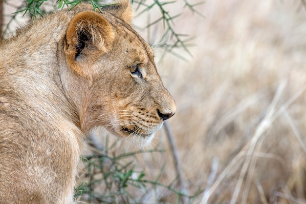 Leão no Parque Nacional do Quênia, África