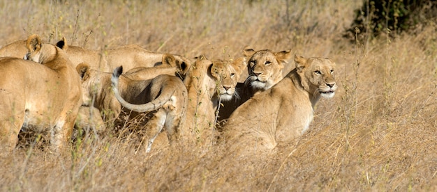 Leão no Parque Nacional do Quênia, África