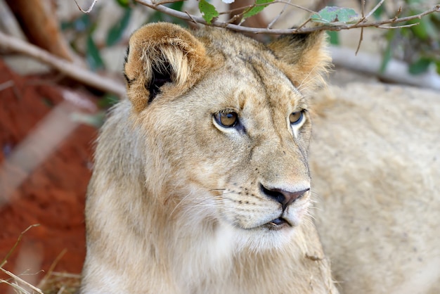 leão no Parque Nacional do Quênia, África